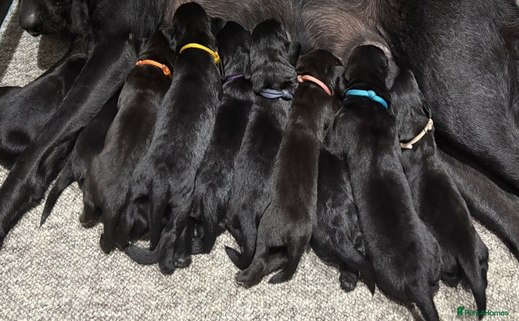 Labrador Retriever dogs - Advert 1