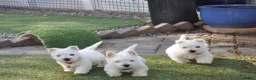 West Highland Terrier dogs for sale: Adorable West Highland Terrier Puppies - Advert 7