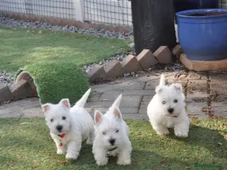 West Highland Terrier dogs Adorable West Highland Terrier Puppies - Advert 10