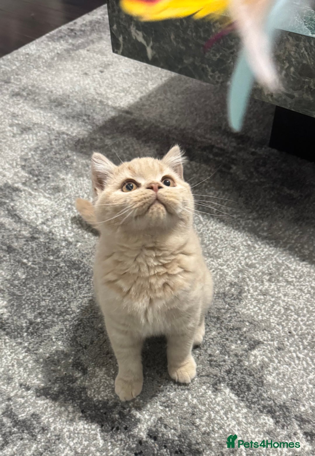 British Shorthair cats for sale: GCCF registered cream bsh boy - Advert 2
