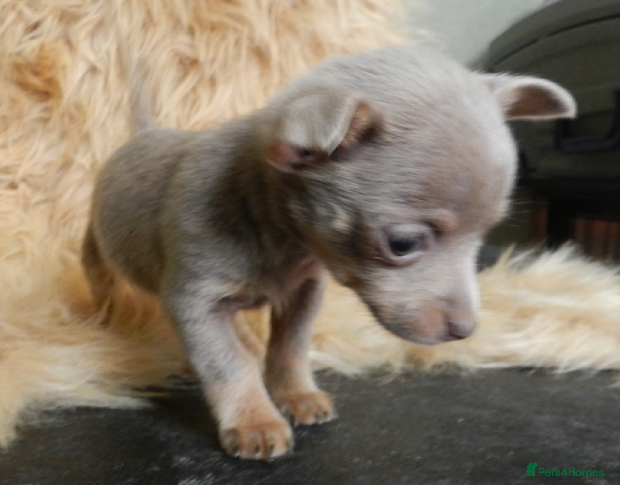 Mixed Breed dogs  **  Dameranian Chicco - Advert 3