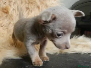 Mixed Breed dogs ** Dameranian Chicco - Advert 3