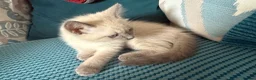 Ragdoll cats for sale: Beautiful Fluffy Seal-Point Ragdoll - Advert 4