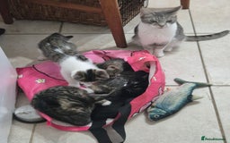 Domestic Shorthair cats for sale: Five lovely kittens for sall - Image 13