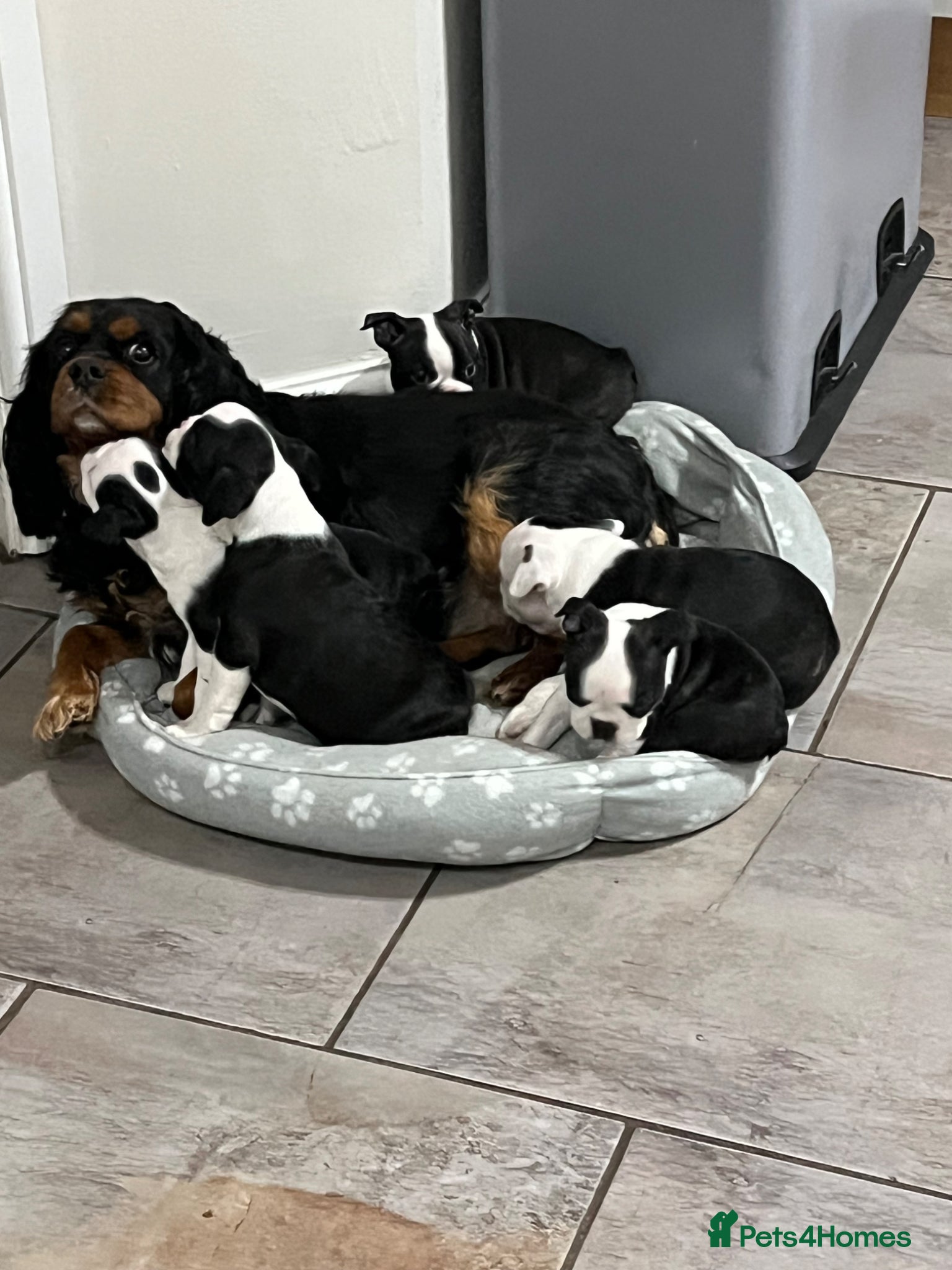 Boston Terrier dogs Stunning Boston Terrier Puppies  - Advert 2