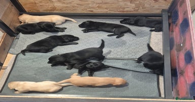 Labrador Retriever dogs - Advert 3