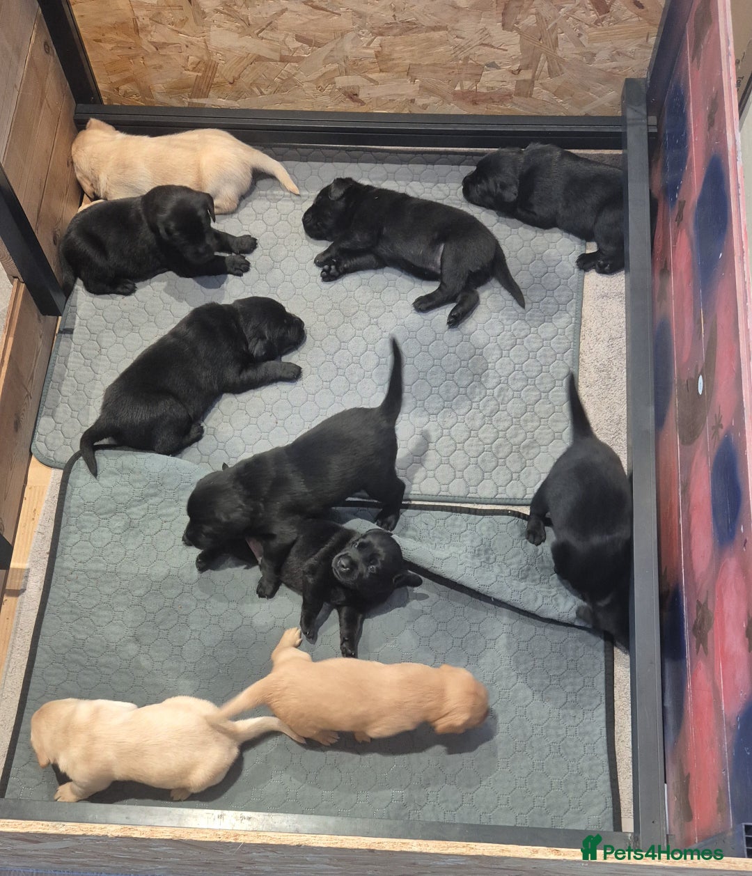 Labrador Retriever dogs for sale: Labrador puppies -1 black girl & 3 black boys left - Image 2