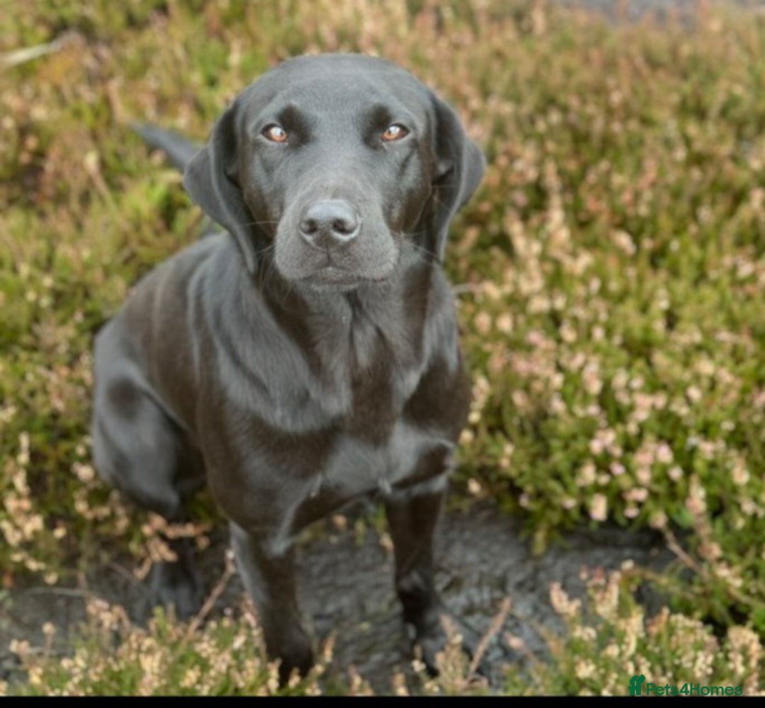 Labrador Retriever dogs for sale: Gorgeous Black Labrador Puppies  - Advert 9