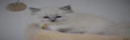 Ragdoll cats for sale: Blue Ragdoll Kittens parents health tested  - Advert 9