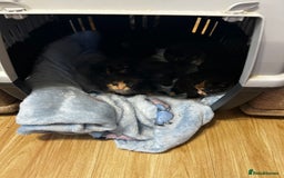 Ragcoon cats for sale: Ragdoll cross Maine coon - Image 20