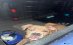 American Bully dogs for sale: American pocket bully female  - Image 7
