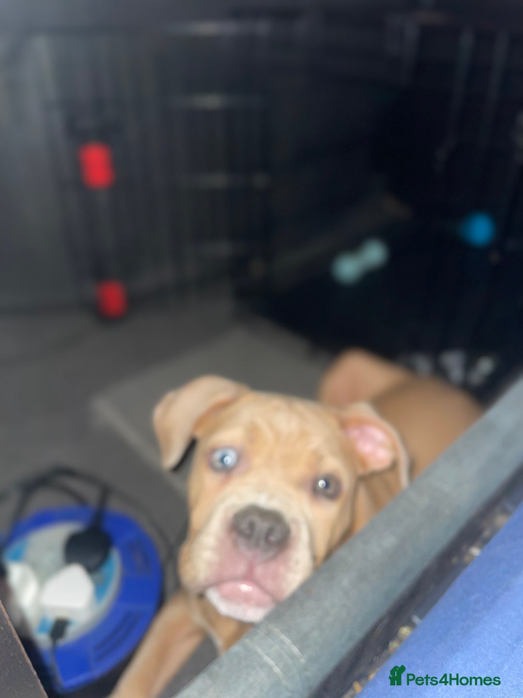 American Bully dogs for sale: American pocket bully female  - Image 7