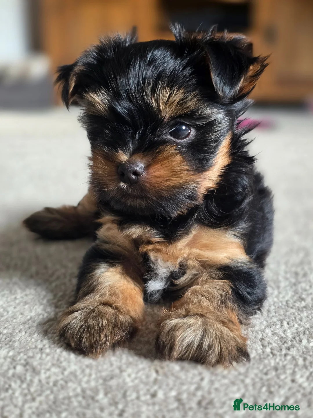 Yorkshire Terrier dogs for sale: Beautiful mini Yorkshire Terrier  - Advert 5