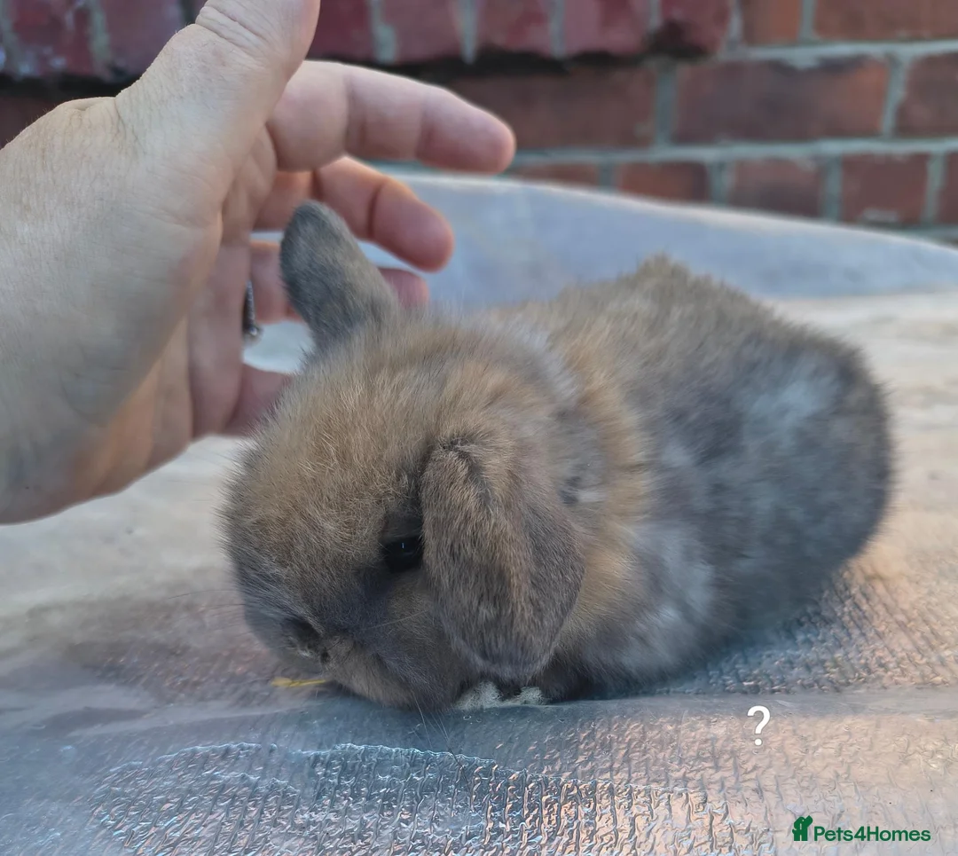 Mini Lop rabbits for sale: Mini lop babies. Both boys and girls available  - Advert 2