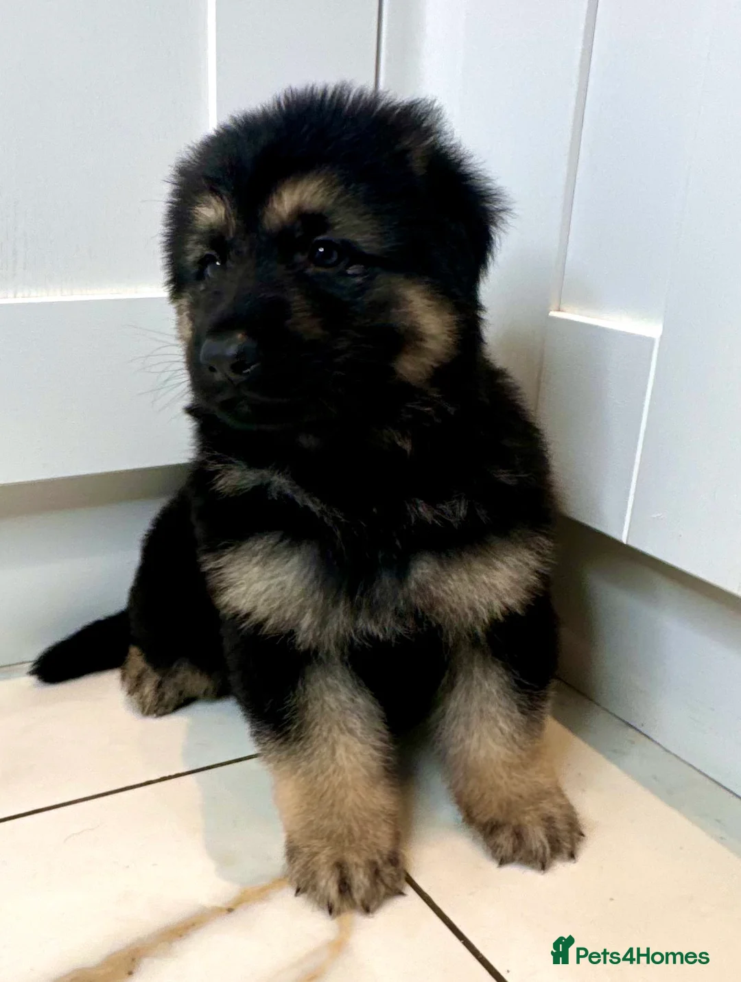 German Shepherd dogs for stud: stud only in Harwich - Advert 9