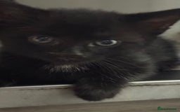 Domestic Shorthair cats for sale: Adorable 6WeekOld Kittens Looking for Loving Home. - Image 1