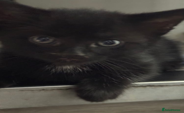 Domestic Shorthair cats - Advert 1
