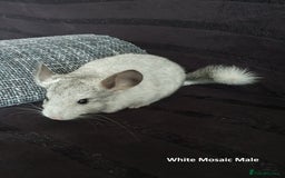 Chinchilla rodents for sale: Chinchillas - 10 weeks old - Advert 1