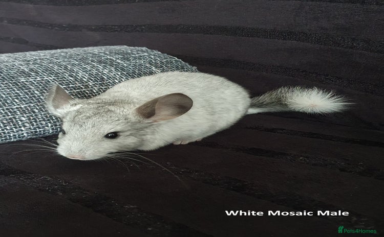 Chinchilla rodents Chinchillas - 10 weeks old - Advert 2