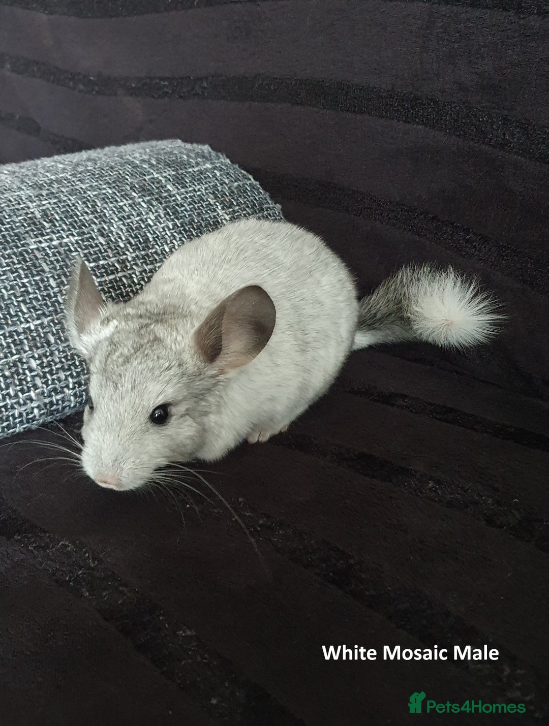 Chinchilla rodents for sale: Chinchillas - 10 weeks old - Advert 1