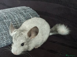 Chinchilla rodents Chinchillas - 10 weeks old - Advert 2