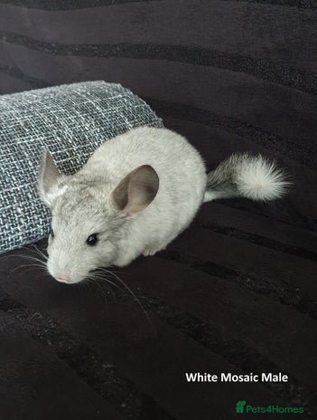 Chinchilla rodents Chinchillas - 10 weeks old - Advert 1