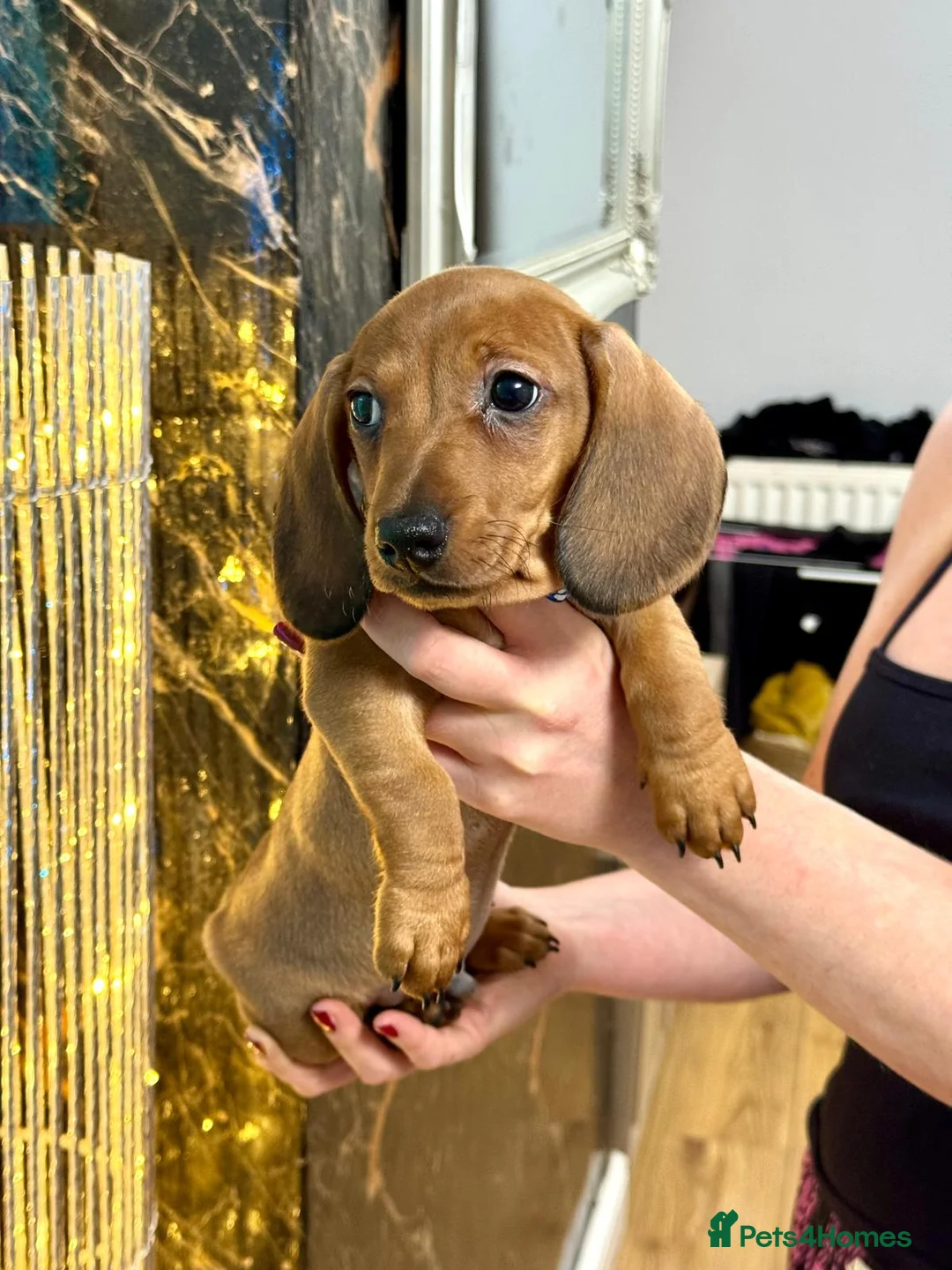 Miniature Dachshund dogs for sale: Last 2 boys miniature dachshund ready to leave now - Advert 9