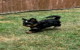 Yorkshire Terrier dogs for sale: Tiny Boys !!! Pedigrees !!! in Coventry - Image 10
