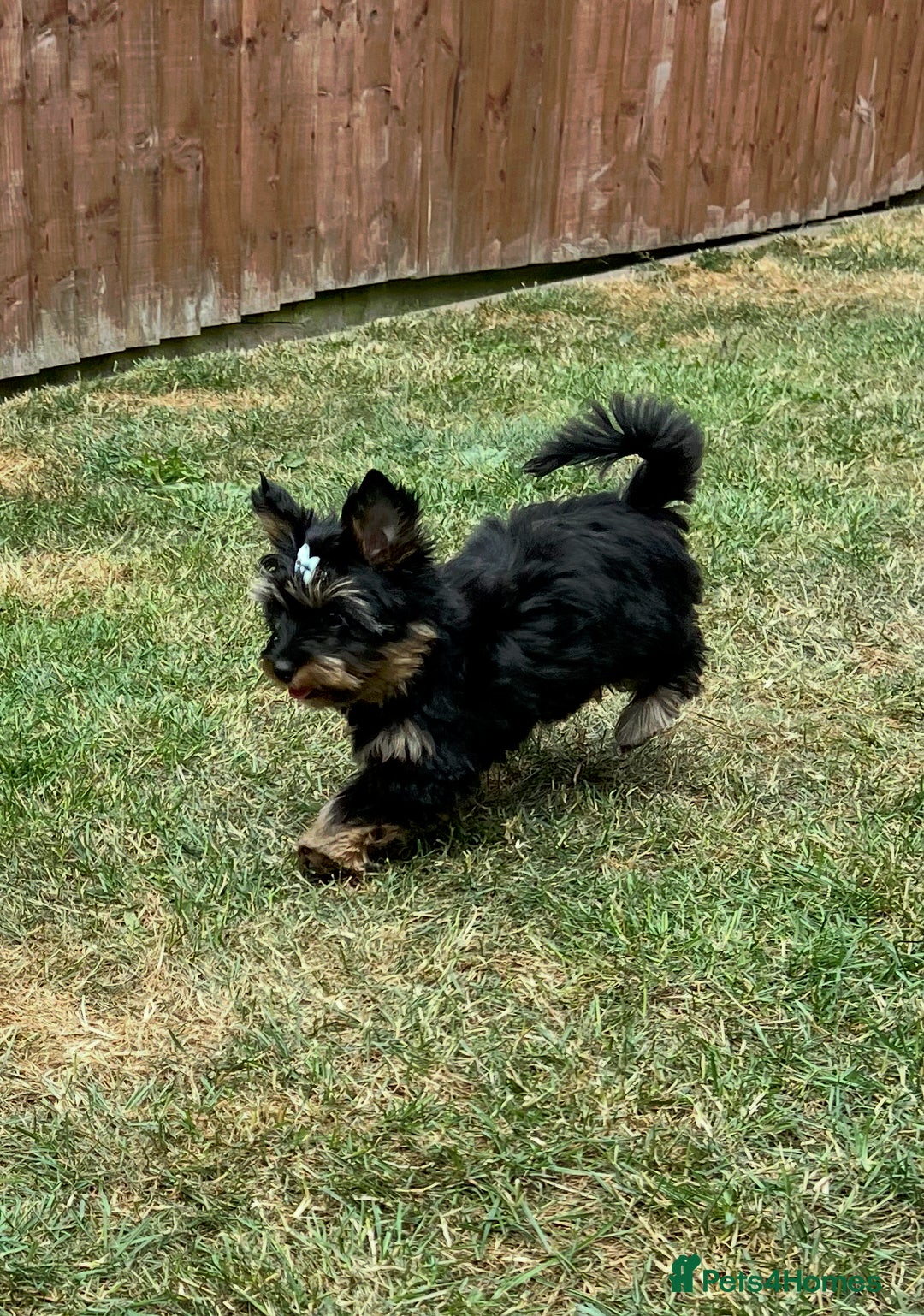 Yorkshire Terrier dogs for sale: Tiny Boys !!! Pedigrees !!! in Coventry - Image 10