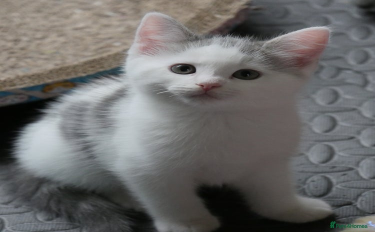 Mixed Breed cats Mix Ragdoll /Domestic cat  - Advert 18