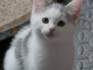 Mixed Breed cats Mix Ragdoll /Domestic cat - Advert 20