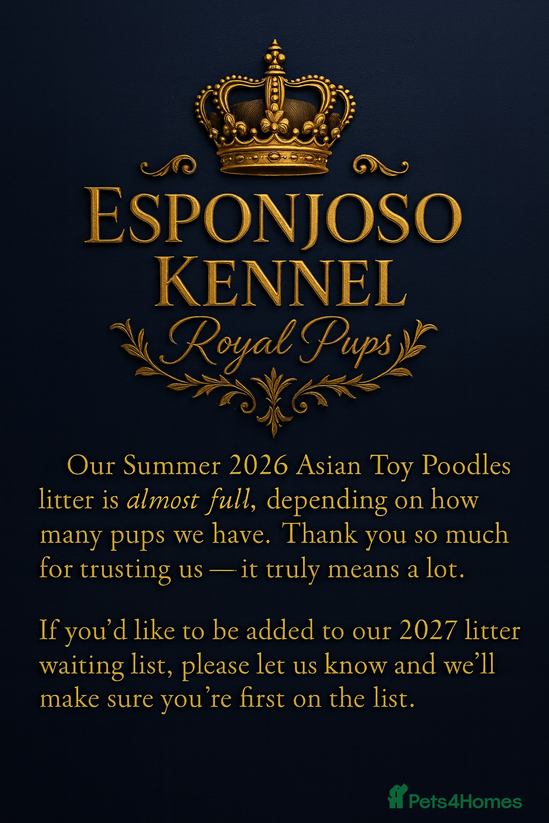 Toy Poodle dogs for stud: 🔥One-in-a-Million teddy Asian toy poodle DNA Stud in Thetford - Advert 9