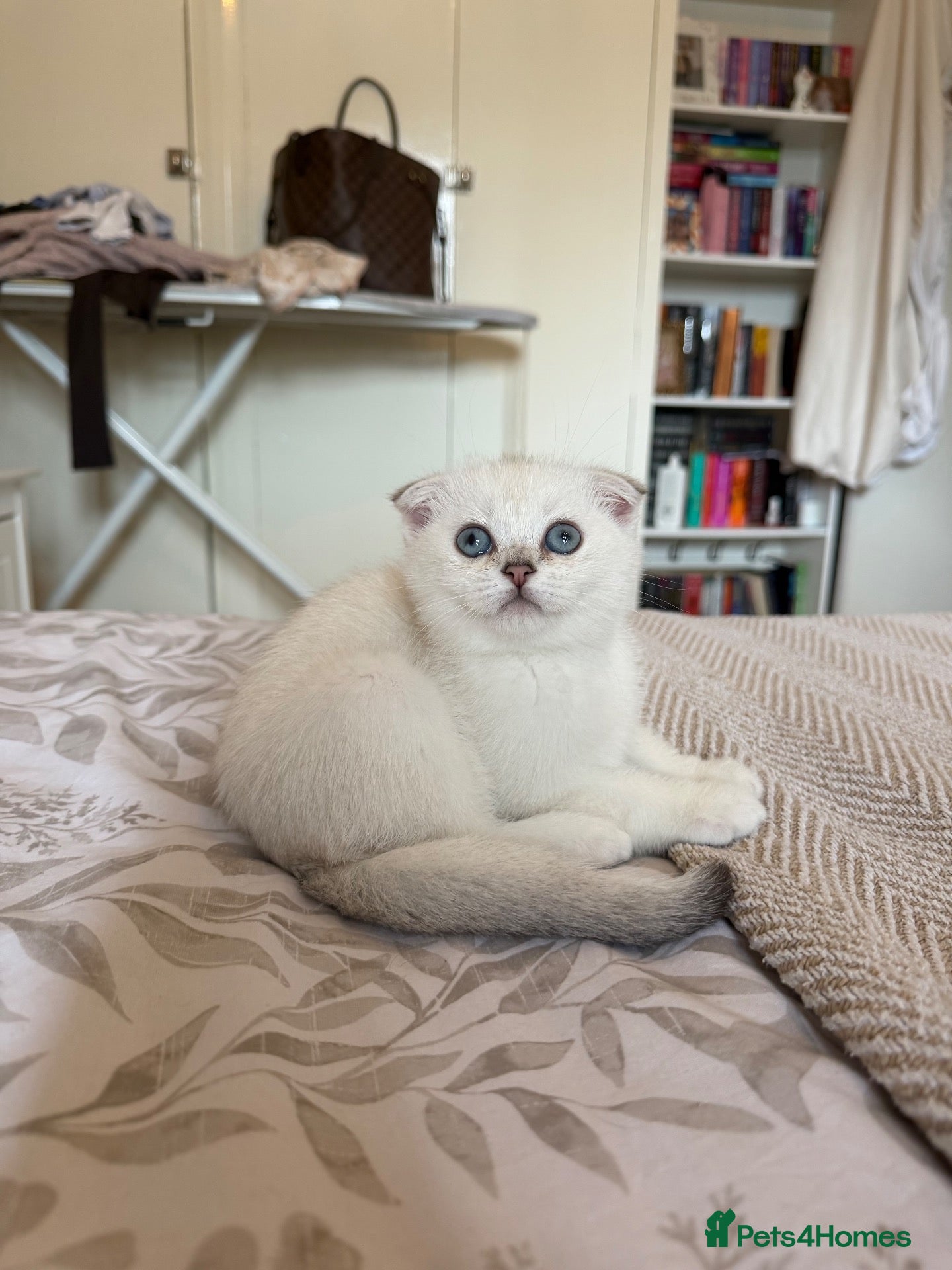 Scottish Fold cats Silver chinchilla Scottish folds  - Advert 1