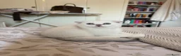 Scottish Fold cats for sale: Silver chinchilla Scottish folds  - Advert 3