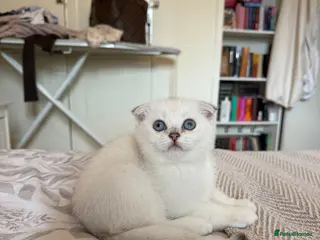 Scottish Fold cats Silver chinchilla Scottish folds - Advert 11