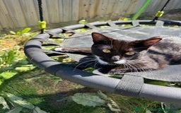 British Shorthair cats for sale: Peter £20 - Image 1