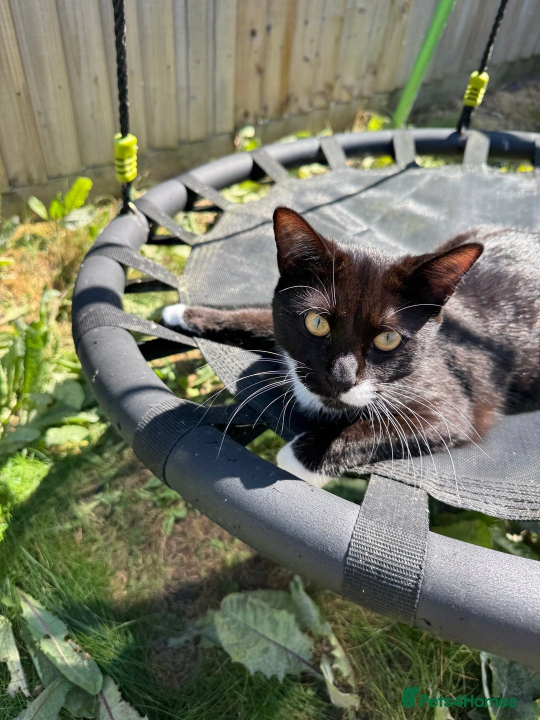 British Shorthair cats for sale: Peter £20 - Image 1