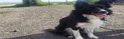 Border Collie dogs for sale: Border collie puppies  - Advert 5