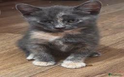 Domestic Shorthair cats for sale: 2 loving family playful kittens - Image 10
