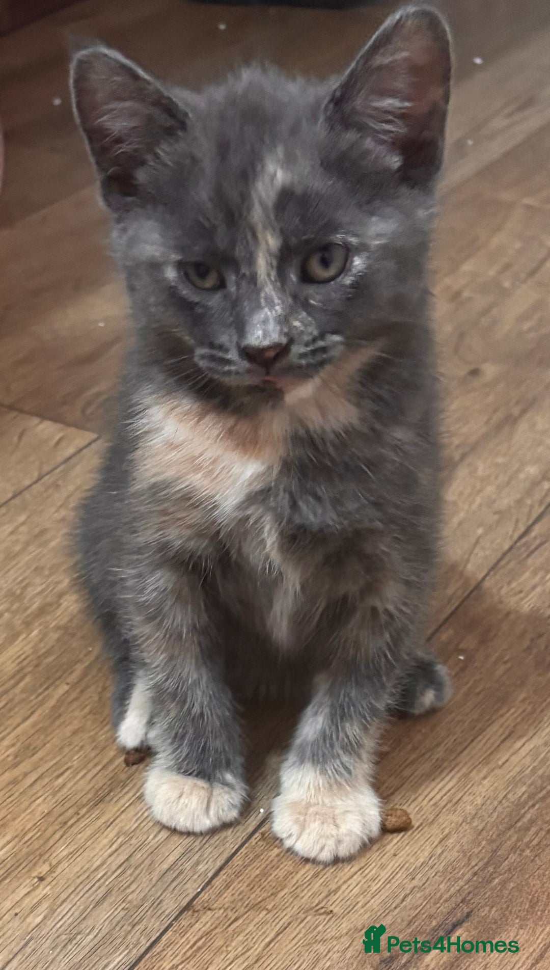 Domestic Shorthair cats for sale: 2 loving family playful kittens - Image 10