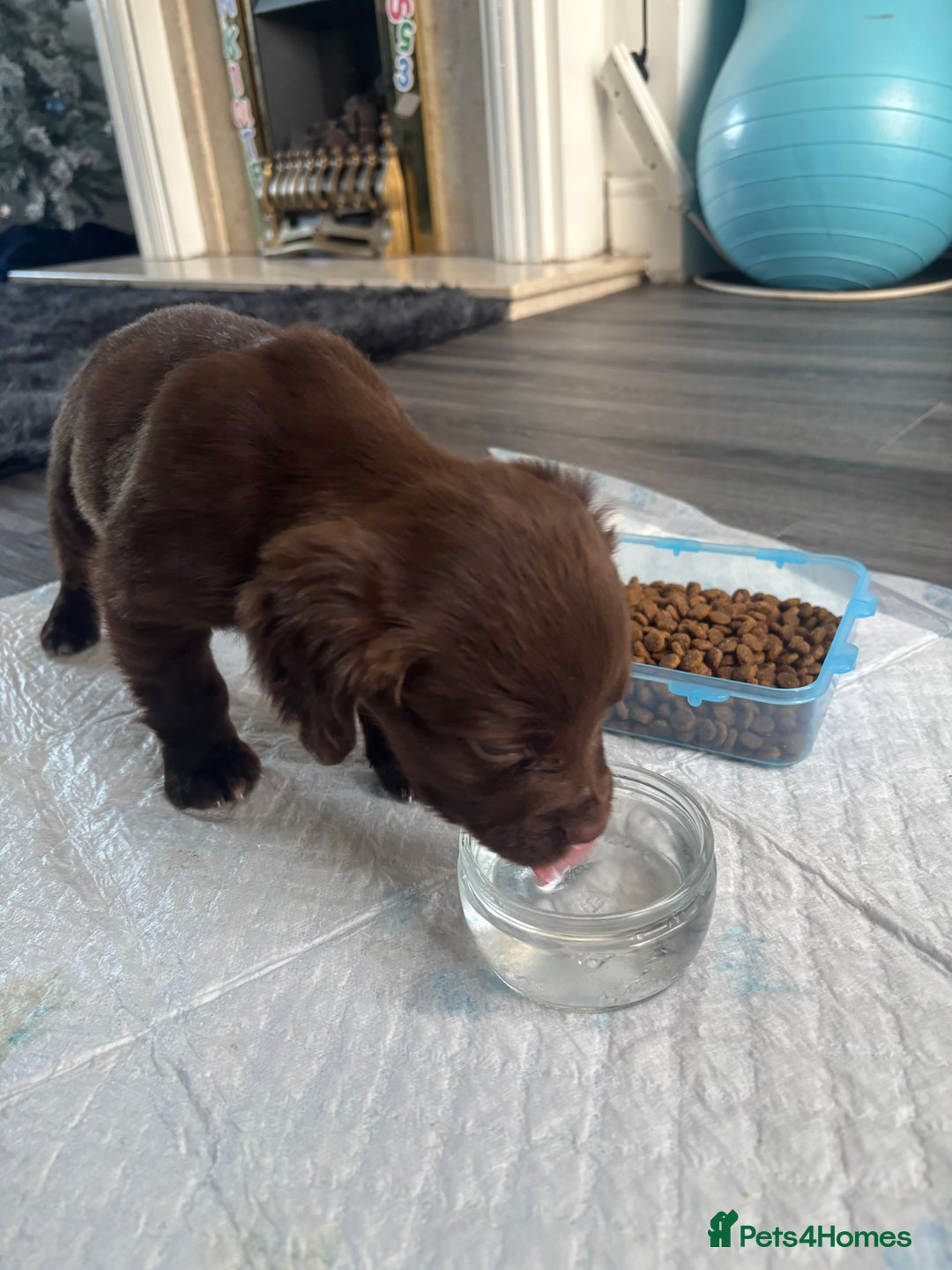 Mixed Breed dogs for sale: 1 male sprocker for sale  - Advert 2