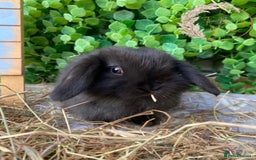 Mini Lop rabbits for sale: Gorgeous Pure Bred Mini Lops - Image 10
