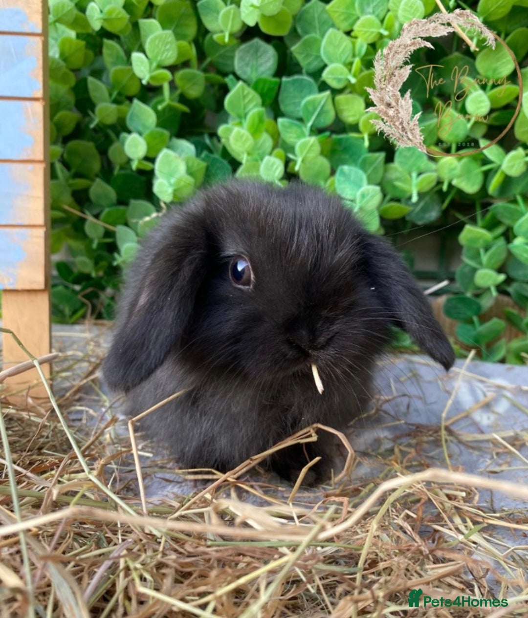 Mini Lop rabbits for sale: Gorgeous Pure Bred Mini Lops - Image 10