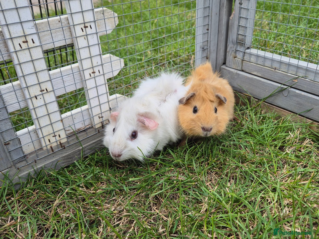 Guinea Pig rodents for sale: Beautiful bonded boars - Image 3
