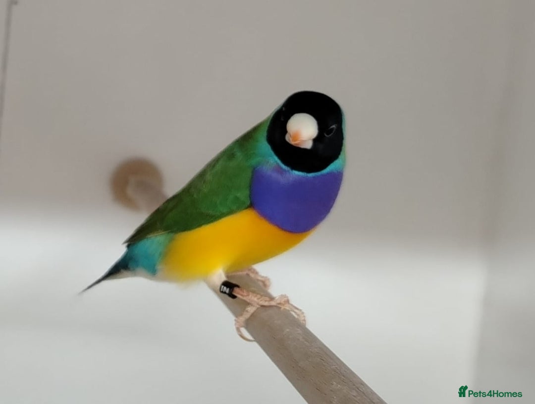 Finches birds for sale: Colourful Gouldian Finches!!! - Advert 3