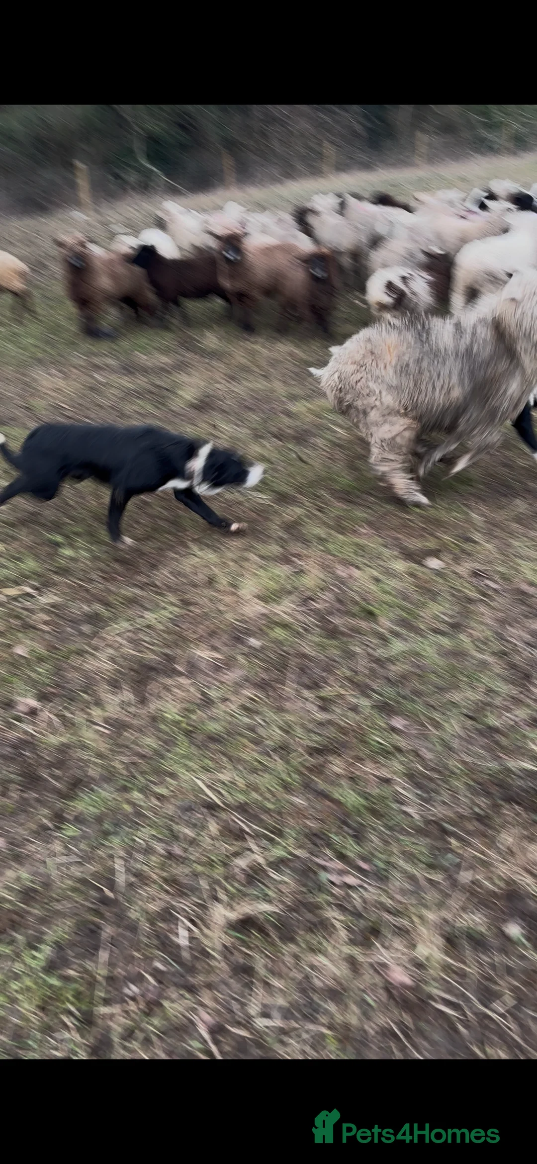 Border Collie dogs for sale: 1 year old Border Collie - from working lines  - Advert 1