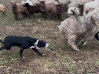 Border Collie dogs 1 year old Border Collie - from working lines - Advert 13