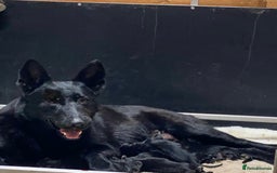 German Shepherd dogs for sale: KC Straight back GSD Puppies 🐶  - Image 10