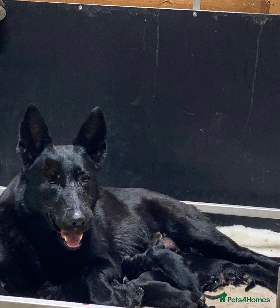 German Shepherd dogs for sale: KC Straight back GSD Puppies 🐶  - Image 10