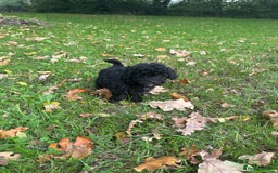 Poochon dogs for sale:  F1b poochon pups health tested parents licensed  - Image 4